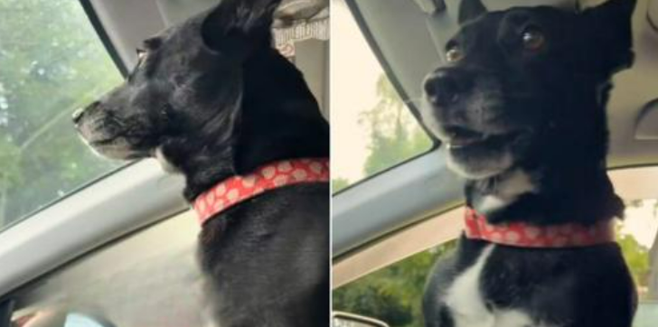 Sweet Rescue Pup Can’t Contain Her Joy Every Time She Realizes That She’s Coming Back Home