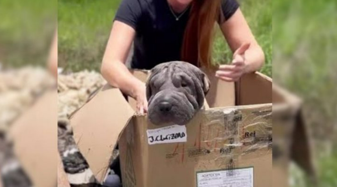 Blind Mama Dog Dumped In A Landfill Refuses To Leave A Box Hoping To Be Reunited With Her Babies