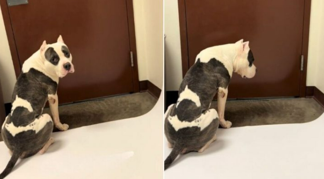 Shelter Dog Sits By The Door Waiting For Someone To Save Him While Time Runs Out