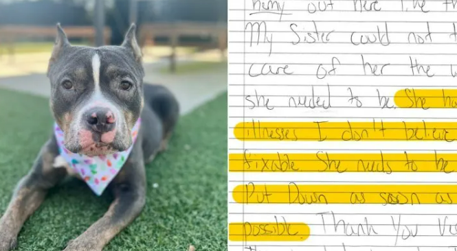 Note Saying ‘She Should Be Euthanized’ Left With Dog Outside Shelter Shocks Everyone