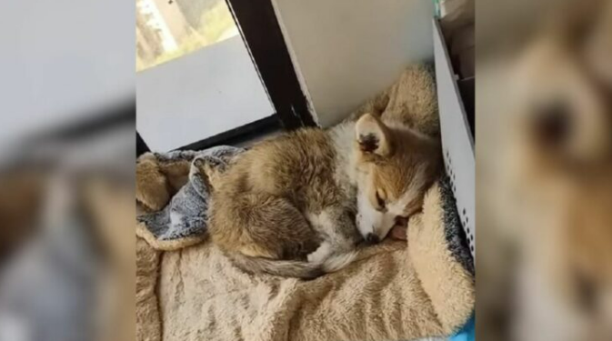 Scared Blind Puppy Was Sitting On The Side Of A Road, Hoping That Someone Would Help Him