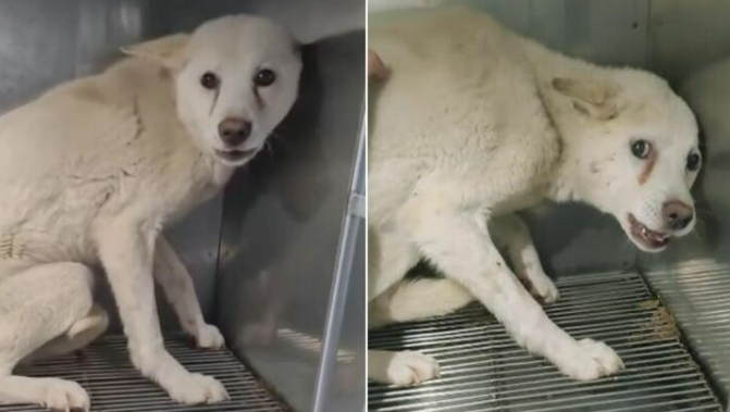 This Severely Traumatized Shelter Dog Is Afraid To Eat The Food People Give Him