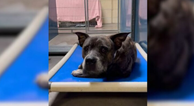 Shelter Rescues A 12-Year-Old Pup From Euthanasia Only To Discover The Most Heartbreaking Thing Ever