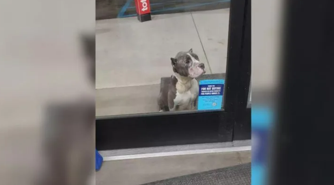 Heartbroken Dog Sits In Front Of The Store And Begs People For Help Through The Glass Door