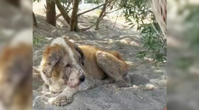 Neglected 15-Year-Old Dog Couldn’t Stop Crying After Her Heartless Owner Kicked Her Out On The Streets