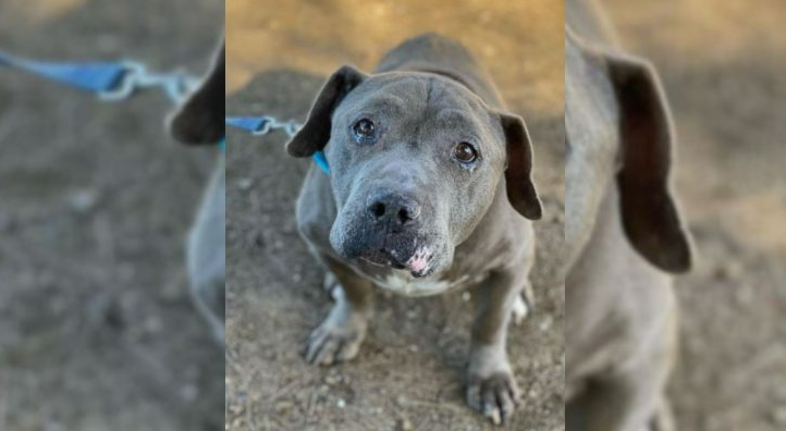 Forgotten Senior Dog Cries For A Loving Home But Adopters Keep Avoiding Him For A Sad Reason