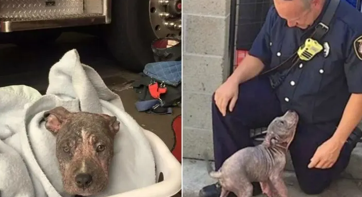 A 3-Month-Old Pitbull Is Saved By A Firefighter After Being Abandoned By Previous Owners