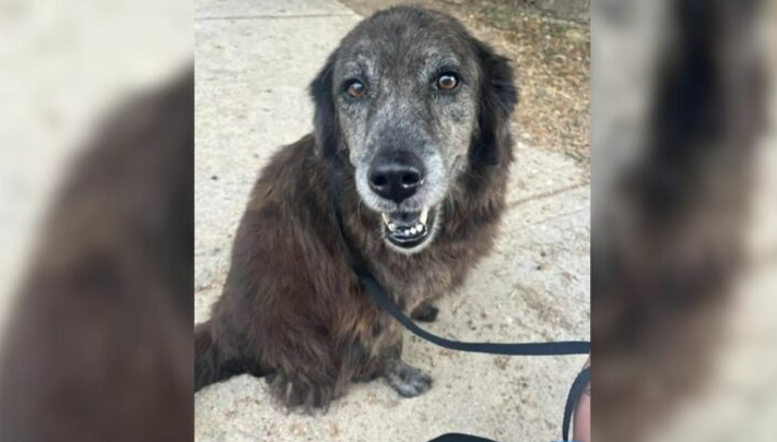 Shelter Staff Were Moved To Tears When A Lost Dog Saw Her Mom And Threw Herself Into Her Arms