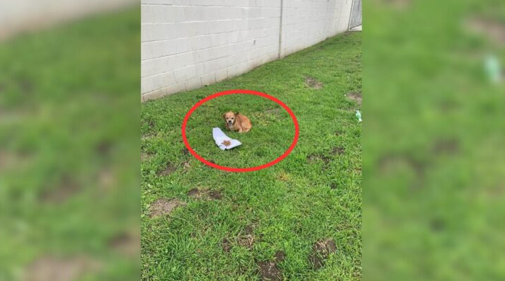 Abandoned Dog Wouldn’t Move From His Spot For 2 Weeks Not Realizing His Owner Is Not Coming Back