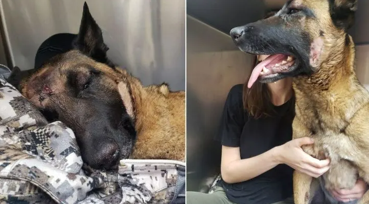 Belgian Malinois, Eva, Saves Her Hooman From A Mountain Lion Attack