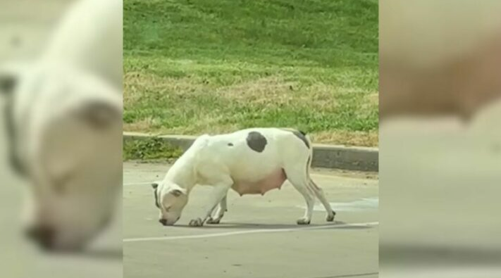 Pregnant Dog Found On The Parking Lot Was Too Scared To Accept Her Rescuer’s Help