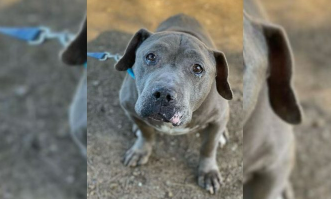 Forgotten Senior Dog Cries For A Loving Home But Adopters Keep Avoiding Him For A Sad Reason