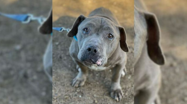 Forgotten Senior Dog Cries For A Loving Home But Adopters Keep Avoiding Him For A Sad Reason