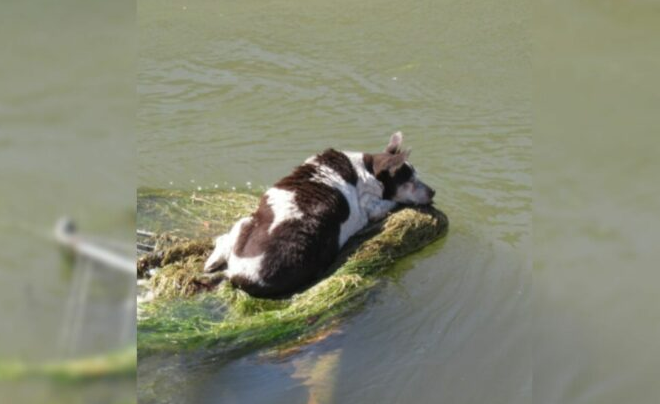 Passerby Realized There Was A Dog Stuck On A Shopping Cart In The Canal, So They Called For Help