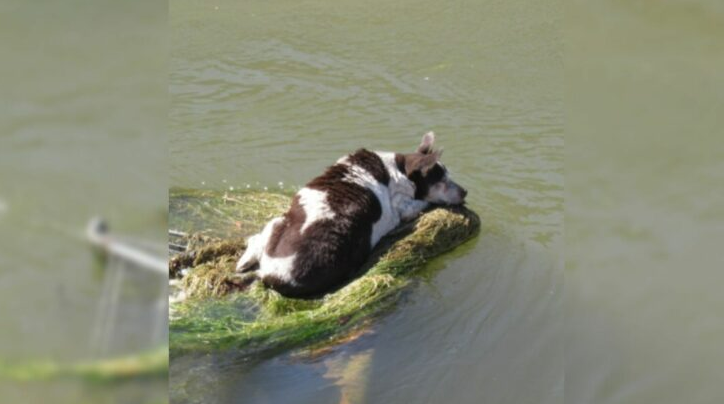 Passerby Realized There Was A Dog Stuck On A Shopping Cart In The Canal, So They Called For Help