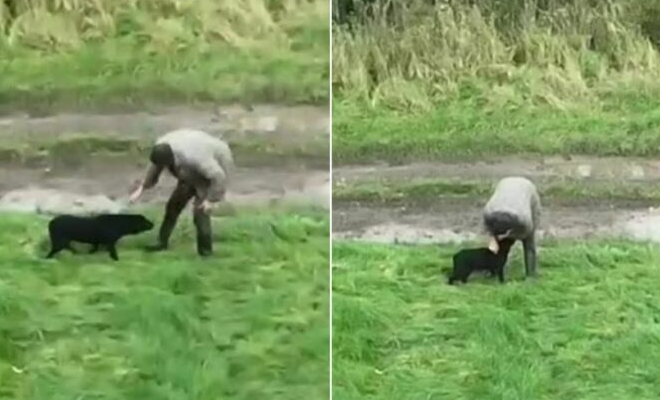 Drone Captures Heartwarming Moment When A Blind, Lost Dog Finally Meets Her Owner Again