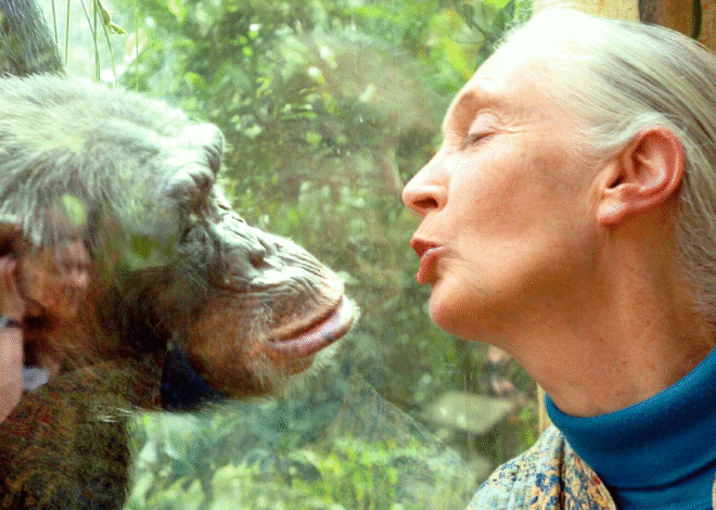 Jane Goodall Death Confirmed at Age 91