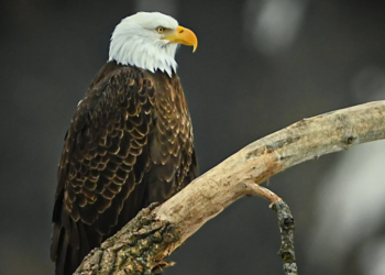 American Eagle Foundation Gives Important Update On Bald Eagles That Escaped Dollywood