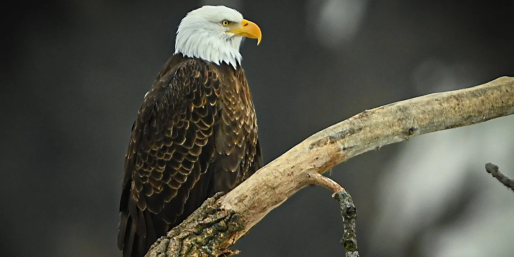 American Eagle Foundation Gives Important Update On Bald Eagles That Escaped Dollywood