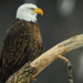 American Eagle Foundation Gives Important Update On Bald Eagles That Escaped Dollywood
