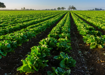 Taylor Farms responds to cyclosporiasis outbreak affecting the US