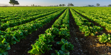 Taylor Farms responds to cyclosporiasis outbreak affecting the US