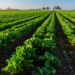Taylor Farms responds to cyclosporiasis outbreak affecting the US