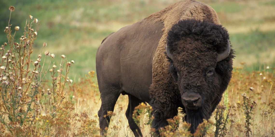 Yellowstone bison tosses tourist into the air, causing injuries