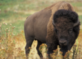Yellowstone bison tosses tourist into the air, causing injuries