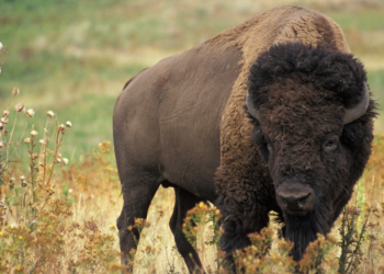 Yellowstone bison tosses tourist into the air, causing injuries