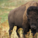 Yellowstone bison tosses tourist into the air, causing injuries