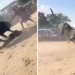 Young bull rider seriously injured at New York rodeo event
