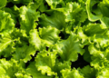 Health officials update lettuce safety guidance during parasite outbreak