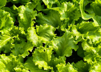 Health officials update lettuce safety guidance during parasite outbreak