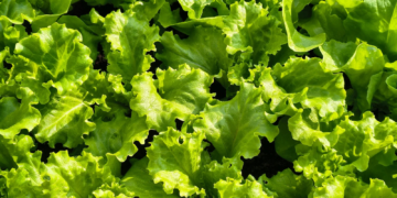 Health officials update lettuce safety guidance during parasite outbreak