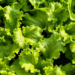 Health officials update lettuce safety guidance during parasite outbreak