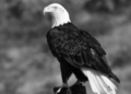 Iconic bald eagle Jackie passes away following unexplained illness