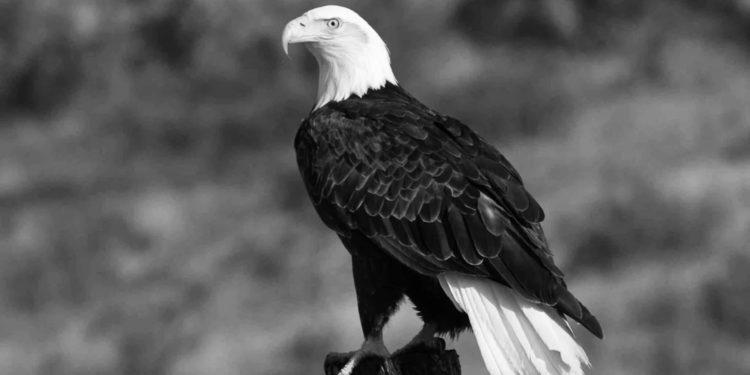 Iconic bald eagle Jackie passes away following unexplained illness