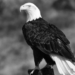 Iconic bald eagle Jackie passes away following unexplained illness