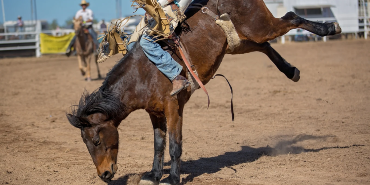 Rodeo champion Cooper Filipek's dad gives update after serious injury